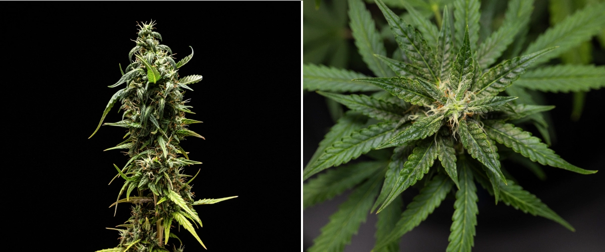 Plante de cannabis NYC Sour Diesel Auto en semaine 8 de floraison avec des trichomes laiteux, des têtes compactes et aromatiques, une forte production de résine et une cola supérieure légèrement moins mature avant la récolte