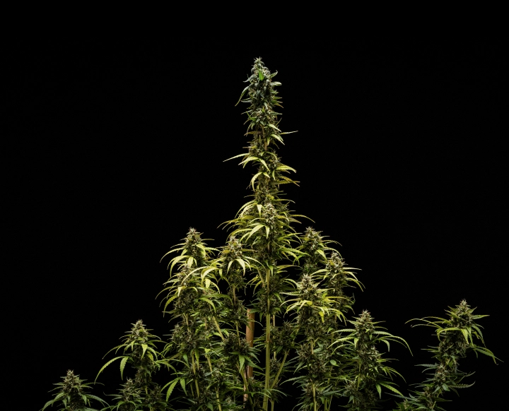 Résultats finaux de NYC Sour Diesel Auto