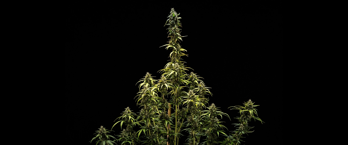 Résultats finaux de NYC Sour Diesel Auto