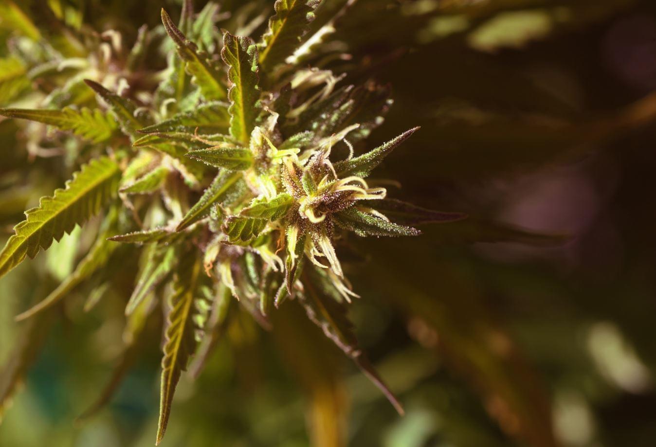Qualité des semences de Cannabis