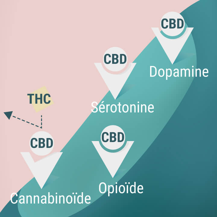 Récepteurs cannabinoïdes, opioïdes, de sérotonine et de dopamine