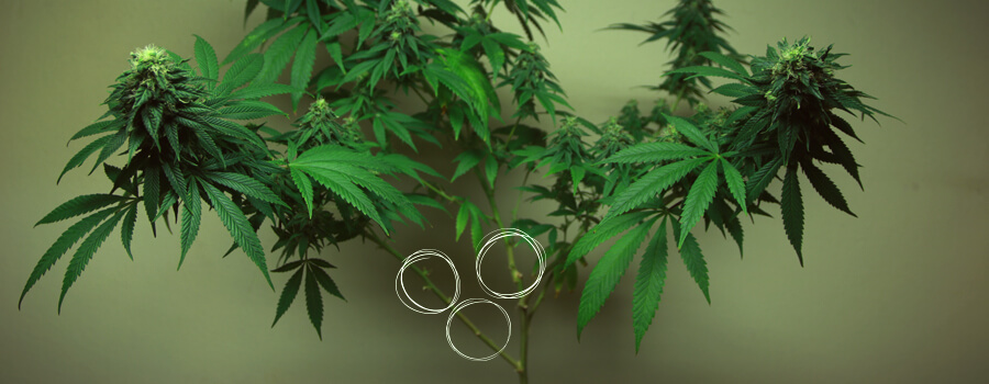 Défoliation vs taille du cannabis: les différences Défoliation vs taille du cannabis: les différences