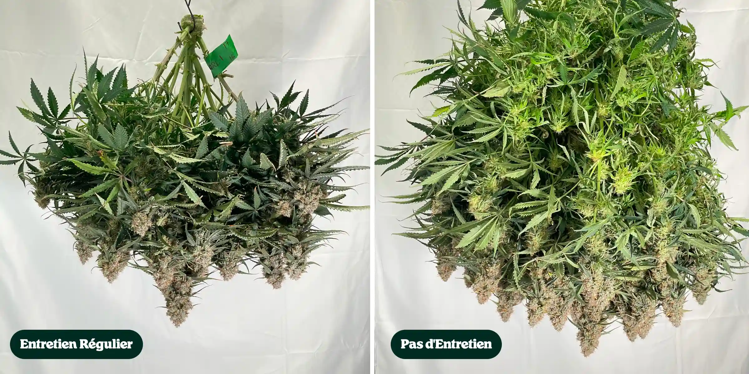 Comparaison de l’entretien du cannabis : entretien régulier vs sans entretien Comparaison côte à côte de plants de cannabis après la récolte, montrant des traitements avec entretien régulier versus sans entretien, avec des différences de densité de canopée, de feuillage, de structure des têtes et de branches taillées.