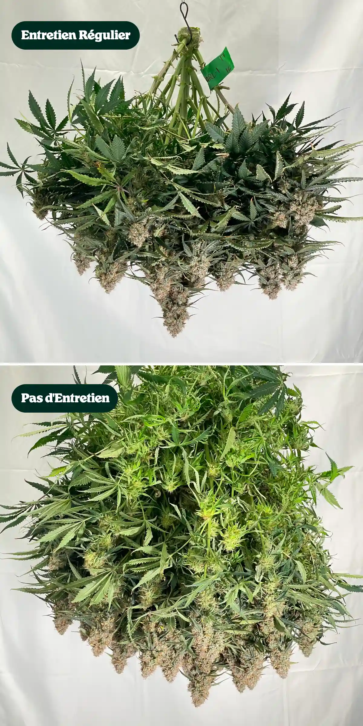 Comparaison de l’entretien du cannabis : entretien régulier vs sans entretien Comparaison côte à côte de plants de cannabis après la récolte, montrant des traitements avec entretien régulier versus sans entretien, avec des différences de densité de canopée, de feuillage, de structure des têtes et de branches taillées.