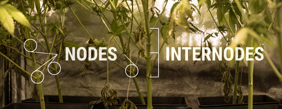 Nœuds Internodes Cannabis Plant Structure