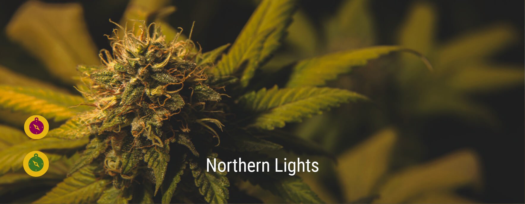 Northern Light