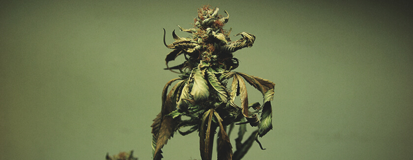 Feuille De Cannabis Tête Brûlé Feuille De Cannabis Tête Brûlé