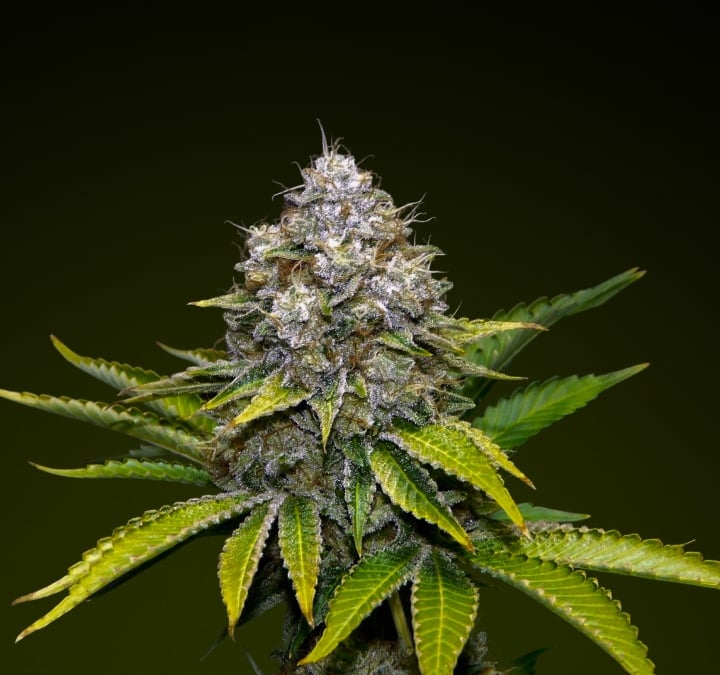 OG Kush – Meilleure variété pour des infusions puissantes Tête de cannabis OG Kush avec des trichomes givrés et des tons verts terreux, connue pour sa saveur de pin et sa forte puissance, idéale pour les infusions robustes