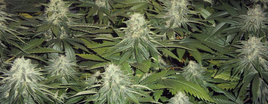 OG Kush Royal Queen Seeds
