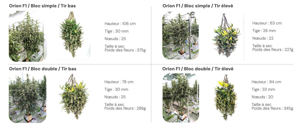 Résultats Orion F1 : comparaison single block vs dual block Vue d’ensemble des résultats d’Orion F1 comparant les systèmes single block et dual block sous différents niveaux d’irrigation