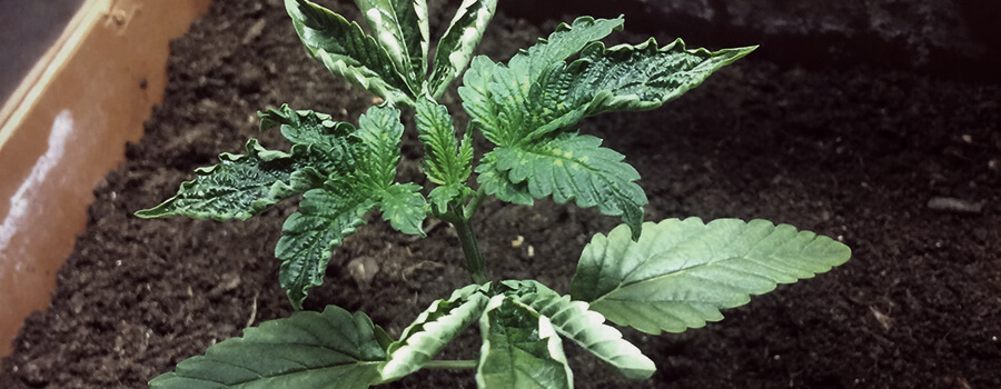 Trop Arroser Plantes Cannabis 