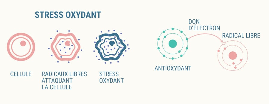 Stress oxydatif