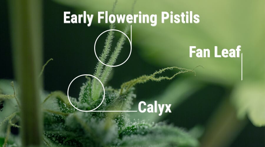 Calice plante de cannabis femelle organes de reproduction de la plante