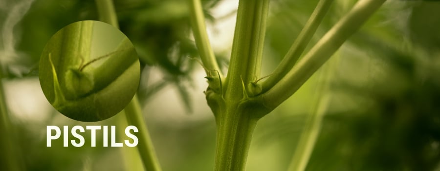 Pistils Exemple de plante de cannabis