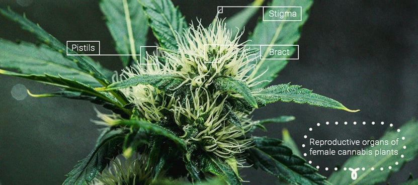 Image d'une plante de cannabis avec des marqueurs indiquant les pistils, les stigmates et les bractées, mettant en évidence les parties clés de la fleur pour une identification botanique.