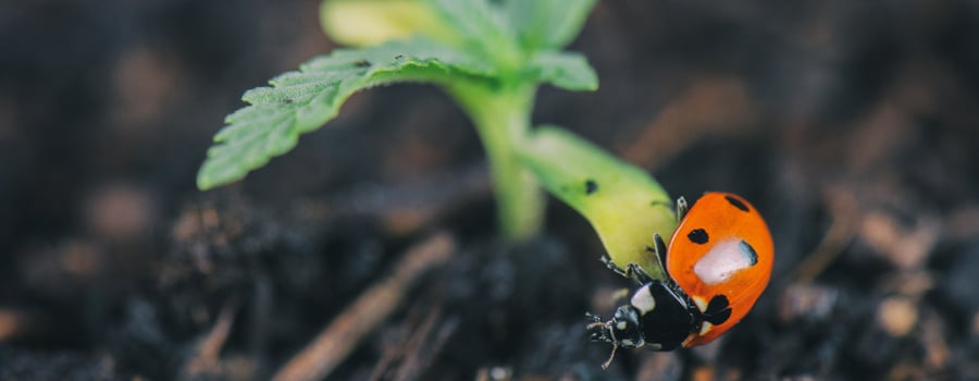Predator Ladybug Aphids Prevention