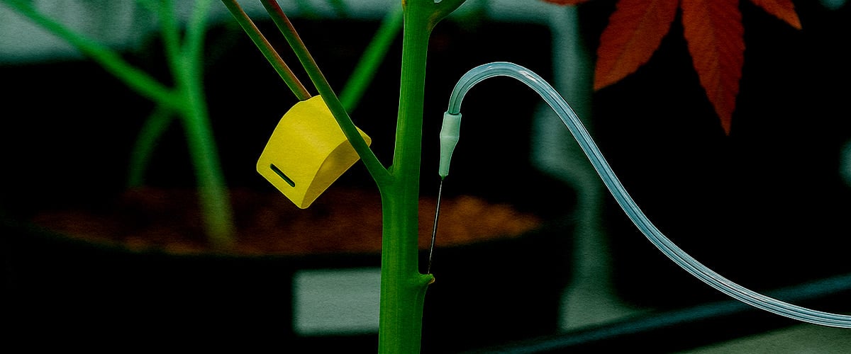 Gros plan technique PSIS injection de solution de sucrose directement dans la tige de cannabis en floraison pour plus de poids de buds et cannabinoïdes