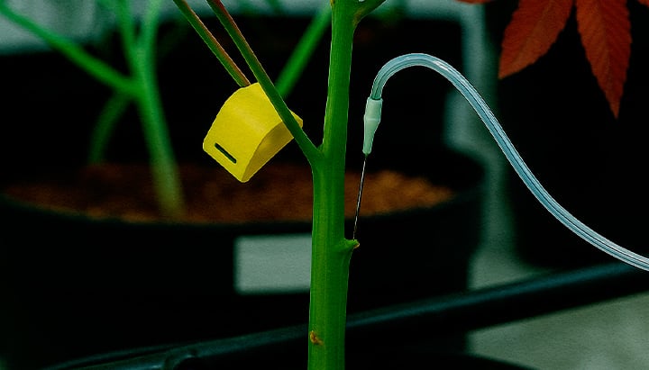 Gros plan technique PSIS injection de solution de sucrose directement dans la tige de cannabis en floraison pour plus de poids de buds et cannabinoïdes