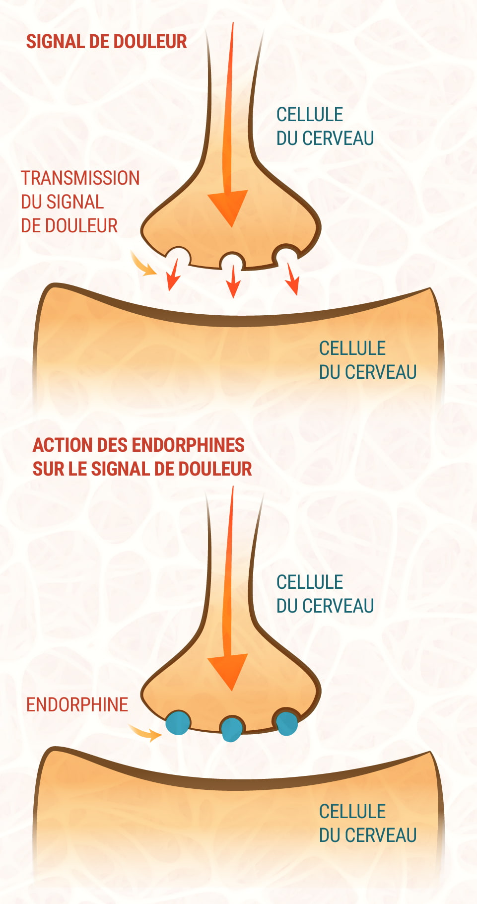 CBD and the Endocannabinoid System