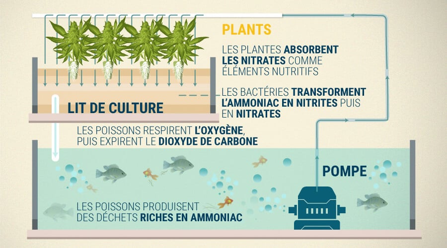 Pourquoi Aquaponics Fonctionne Et Ses Avantages Lors De La Culture Du Cannabis