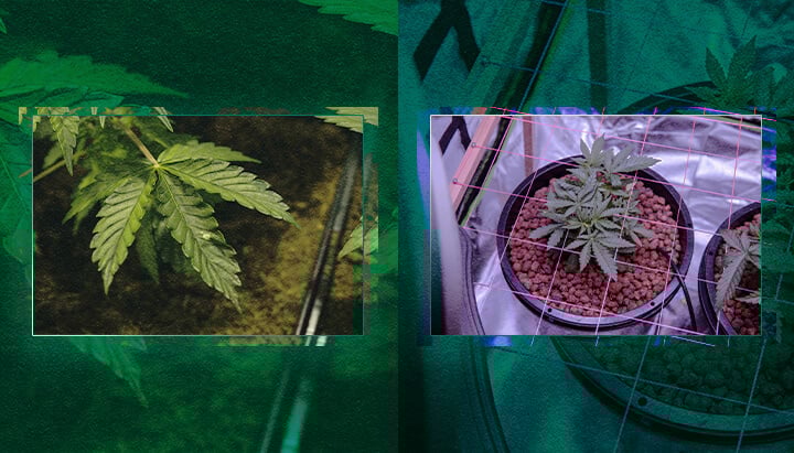 Choisir un Système de Culture : Terre ou Hydroponie ? Un Guide Visuel Choisir un système de culture : Terre ou hydroponie ? Comparez visuellement ces deux méthodes populaires pour vous aider à décider de la meilleure approche pour vos besoins de jardinage.