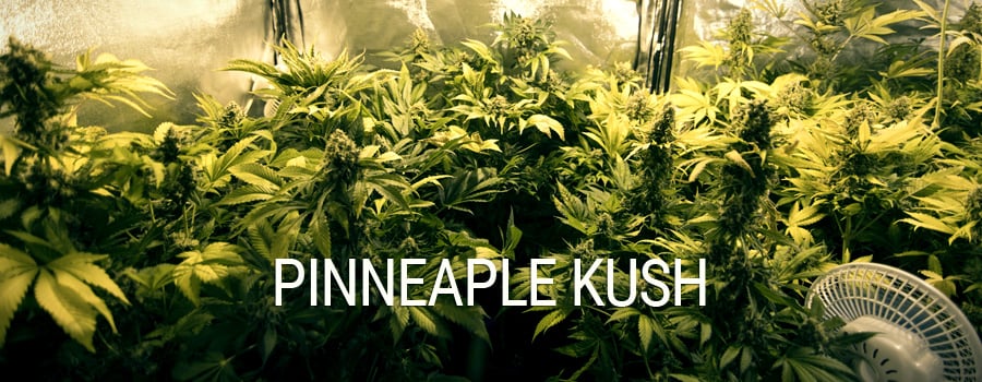 Pineapple Kush Royal Queen Seeds indoor growing