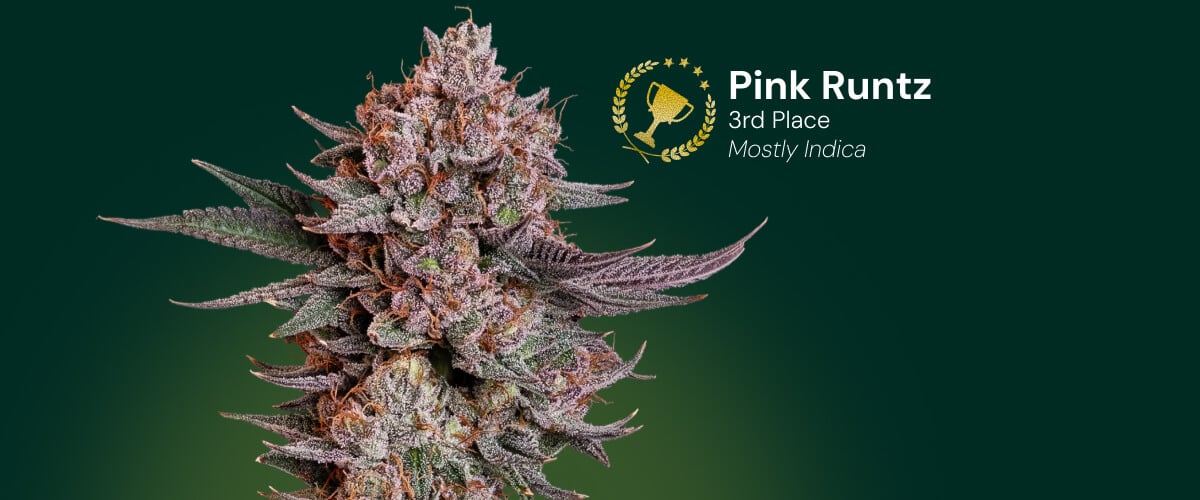 Fleur de cannabis Pink Runtz, gagnant de la 3e place, majoritairement indica