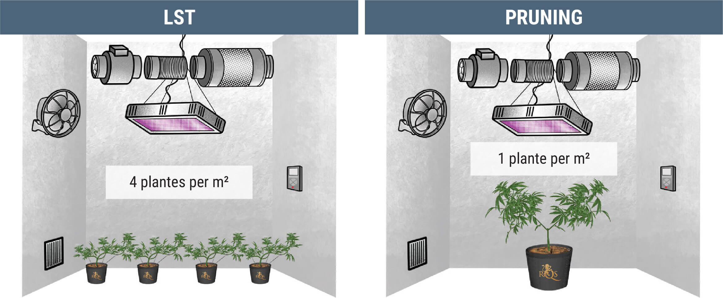 Combien de plants de cannabis peut-on cultiver au mètre carré ?