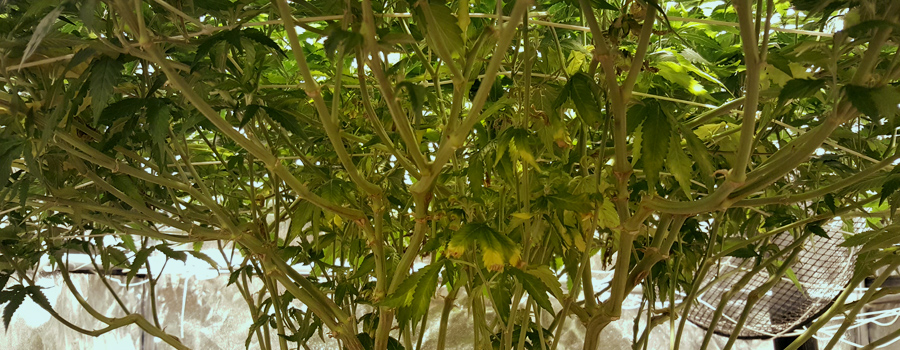 Cultiver En Scrog With Cultiver En Scrog Sog With Cultiver En Scrog With Cultiver En Scrog Sog With