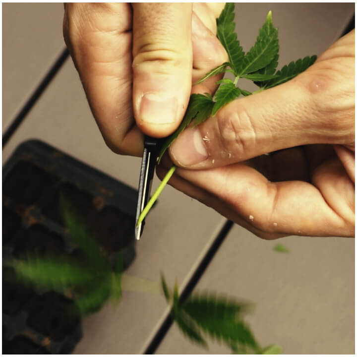 La bouture d'une plante de cannabis