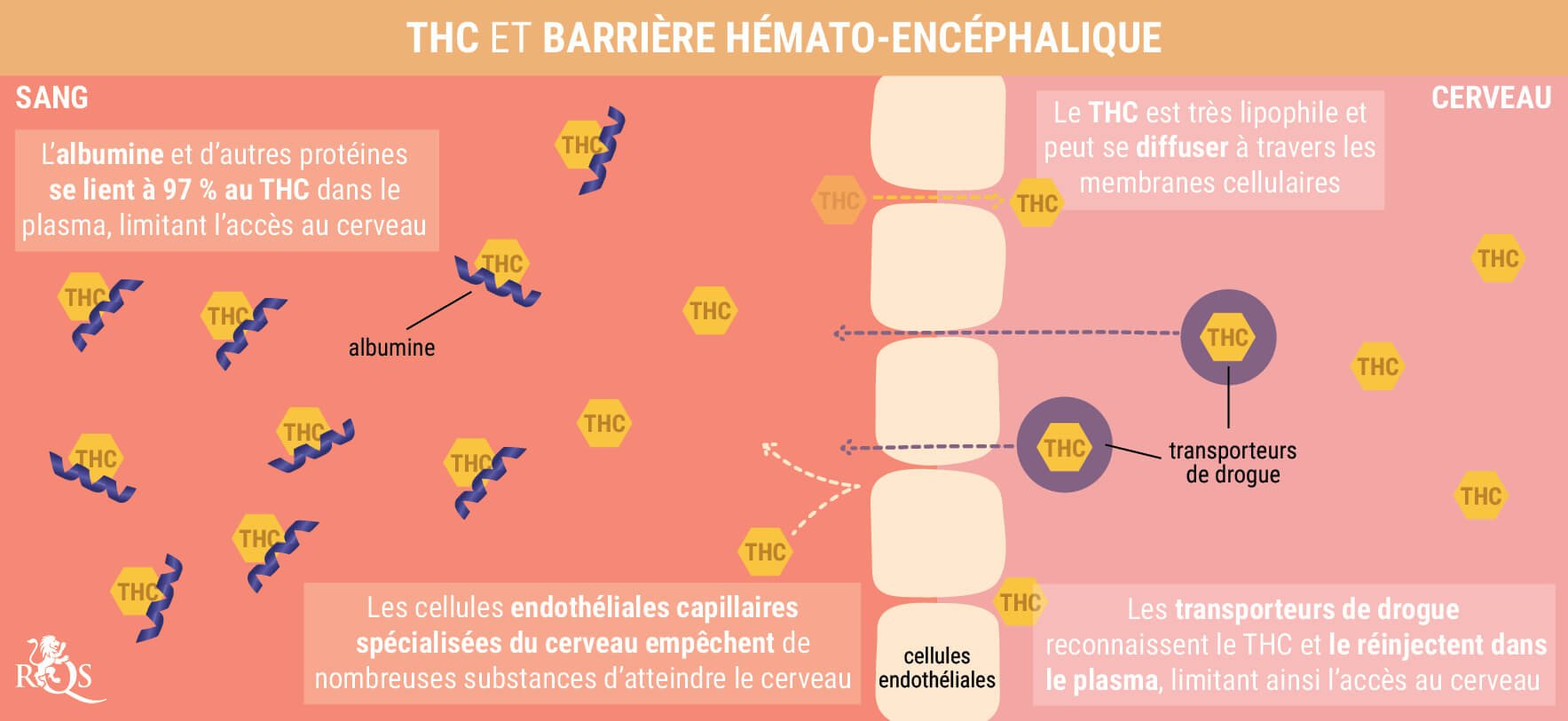 Qu'Est-Ce Que la Gueule de Bois à l'Herbe ? Qu'Est-Ce Que la Gueule de Bois à l'Herbe ?
