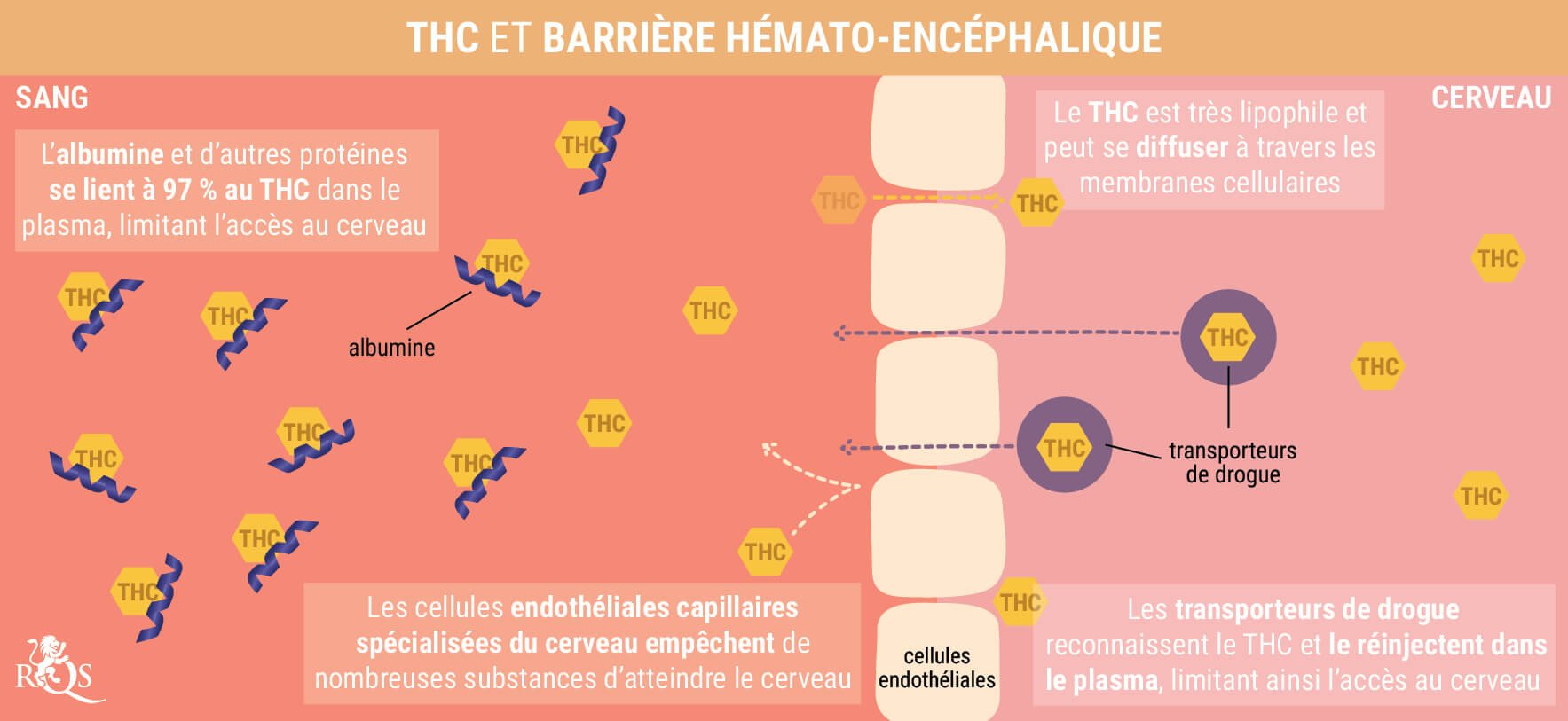 Qu'Est-Ce Que la Gueule de Bois à l'Herbe ?