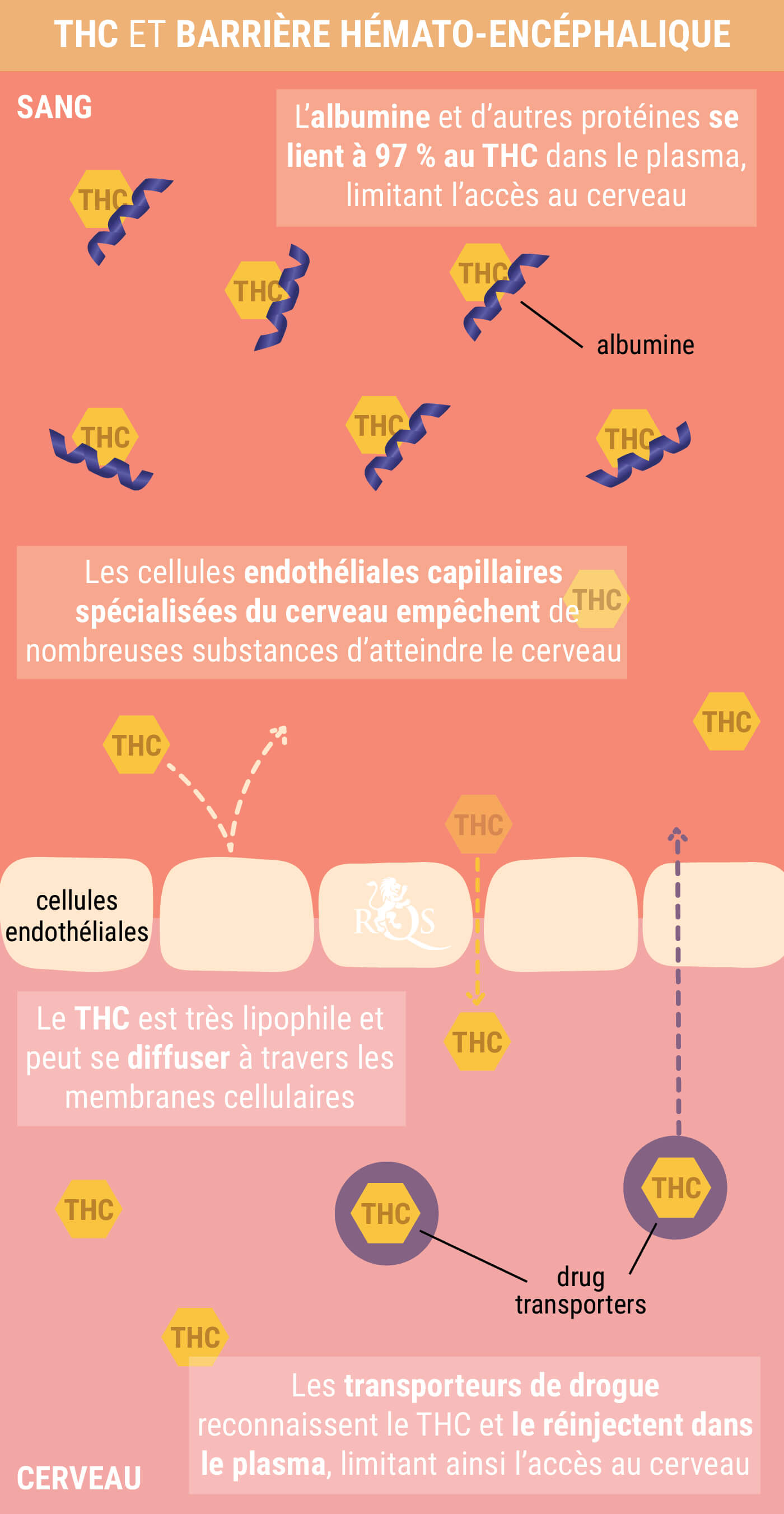 Qu'Est-Ce Que la Gueule de Bois à l'Herbe ?