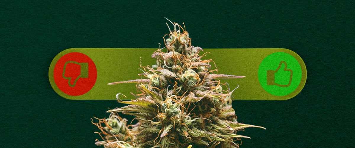 Cannabis à Autofloraison : Peser le Pour et le Contre de la Culture Avantages et inconvénients du cannabis à autofloraison : Découvrez les avantages (croissance rapide, facile pour les débutants) et les inconvénients (rendements plus faibles, moins de contrôle) de la culture de variétés à autofloraison.
