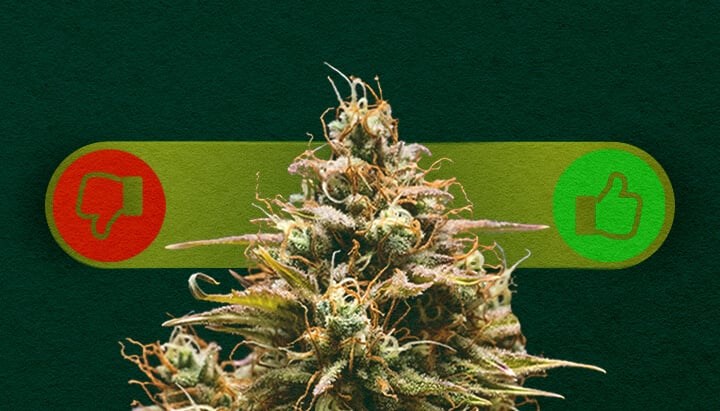 Cannabis à Autofloraison : Peser le Pour et le Contre de la Culture Avantages et inconvénients du cannabis à autofloraison : Découvrez les avantages (croissance rapide, facile pour les débutants) et les inconvénients (rendements plus faibles, moins de contrôle) de la culture de variétés à autofloraison.