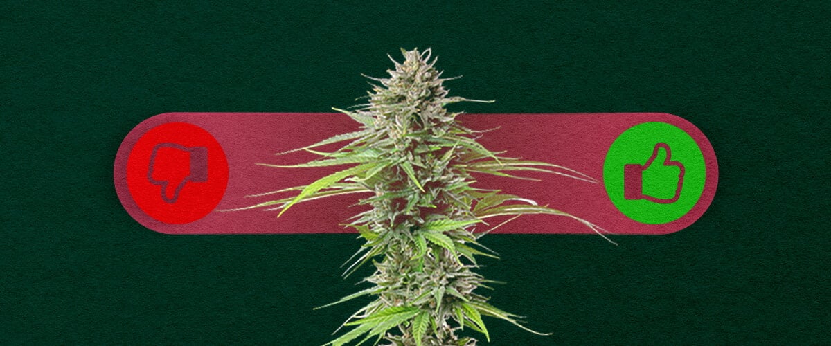 Cannabis à Photopériode : Peser le Pour et le Contre de la Culture Avantages et inconvénients du cannabis à photopériode : Découvrez les avantages (rendements plus élevés, plus de contrôle sur la croissance) et les inconvénients (temps de culture plus long, nécessite une gestion du cycle lumineux) des variétés à photopériode.