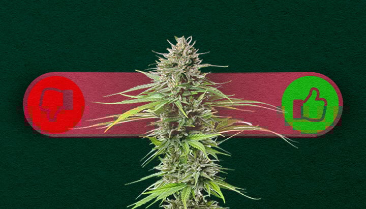Cannabis à Photopériode : Peser le Pour et le Contre de la Culture Avantages et inconvénients du cannabis à photopériode : Découvrez les avantages (rendements plus élevés, plus de contrôle sur la croissance) et les inconvénients (temps de culture plus long, nécessite une gestion du cycle lumineux) des variétés à photopériode.