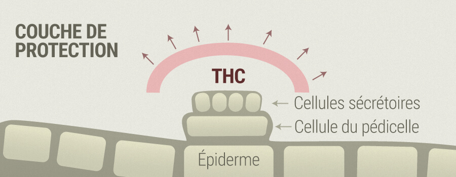 Rosacée et THC Rosacée et THC