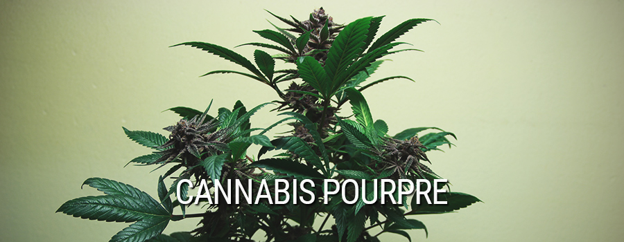 Cannabis Pourpre Mutation Cannabis Pourpre Mutation