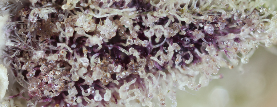 Effet d'entourage de cannabis violet Effet d'entourage de cannabis violet