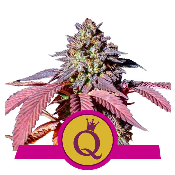 Purple Queen Purple Queen