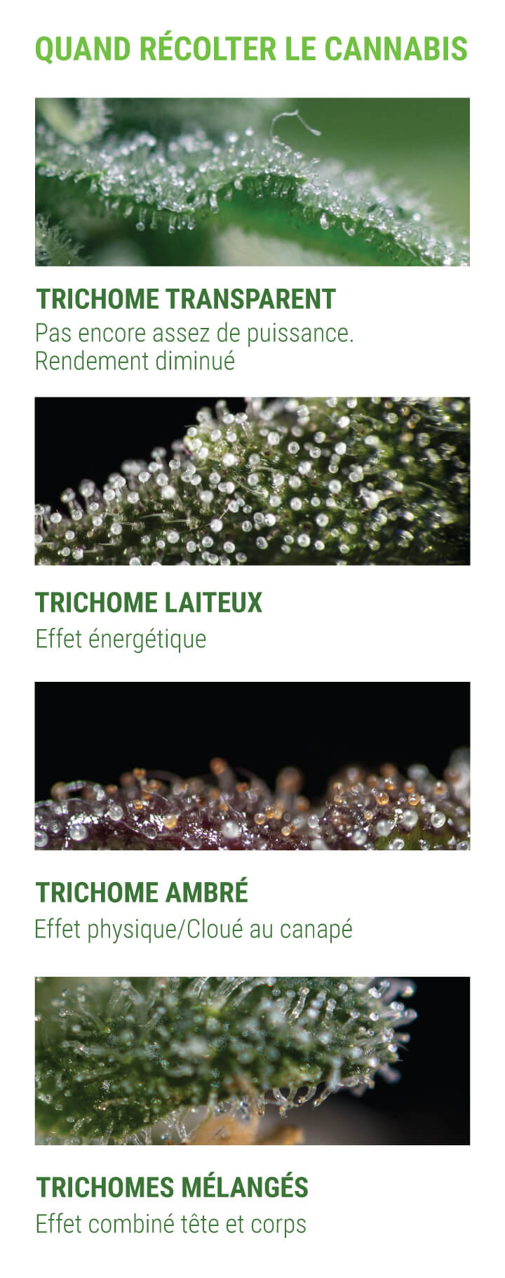 Quand-Récolter-le-Cannabis Quand-Récolter-le-Cannabis