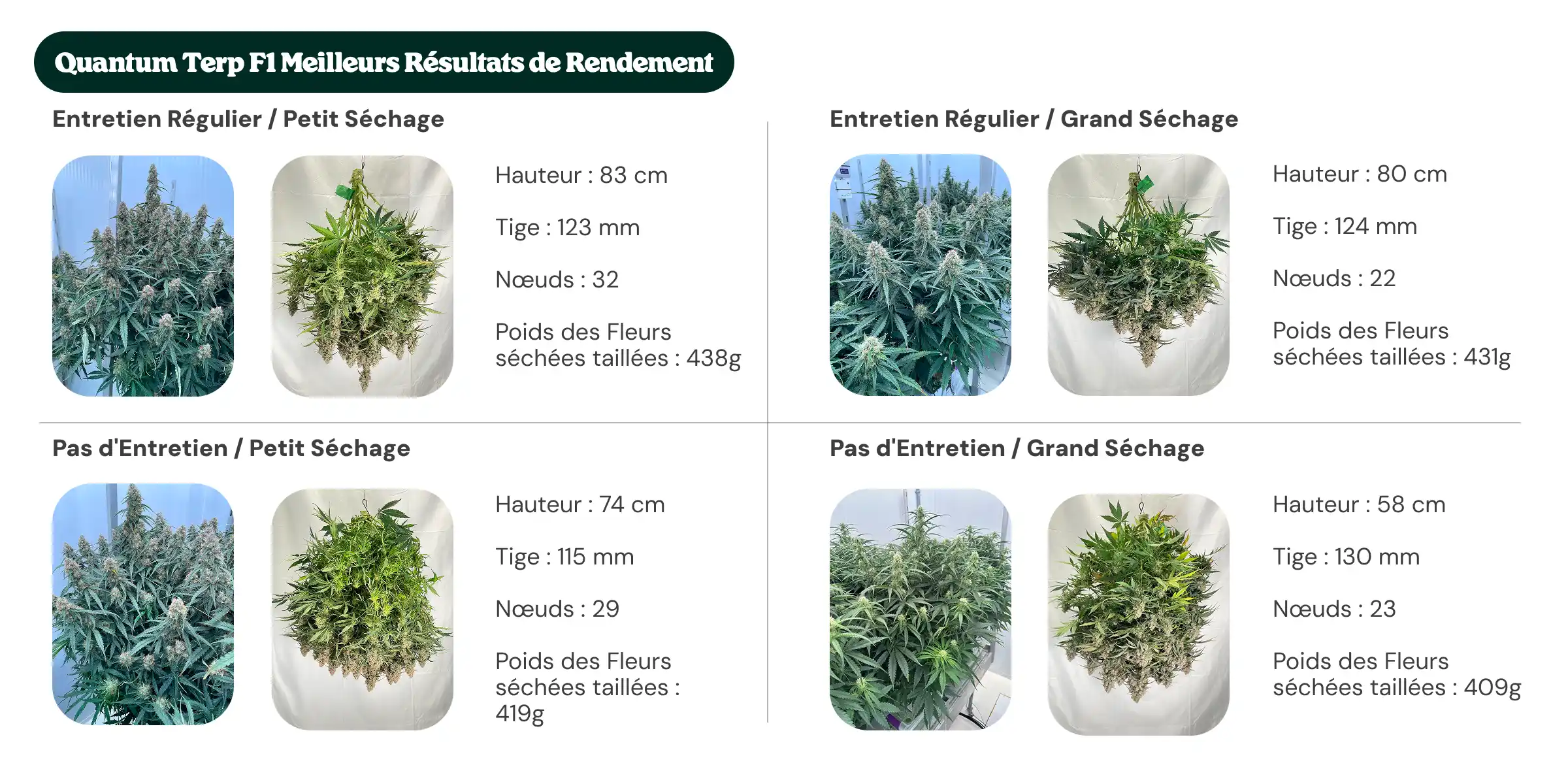 Résultats Quantum Terp F1 : comparaison entretien et dryback Aperçu des résultats de Quantum Terp F1 montrant des traitements avec entretien régulier et sans entretien, avec petit et grand dryback, comparant la hauteur des plantes, le diamètre de la tige, le nombre de nœuds et le poids des fleurs sèches manucurées.
