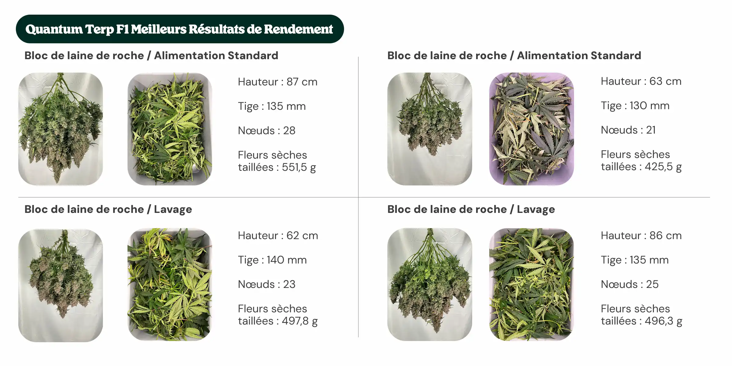 Meilleurs rendements Quantum Terp F1 : comparaison des blocs et de l’alimentation Aperçu des résultats de Quantum Terp F1 comparant les traitements avec bloc standard et bloc nouvelle génération, avec alimentation standard et rinçage, montrant la hauteur des plantes, le diamètre de la tige, le nombre de nœuds et le poids des fleurs sèches manucurées.