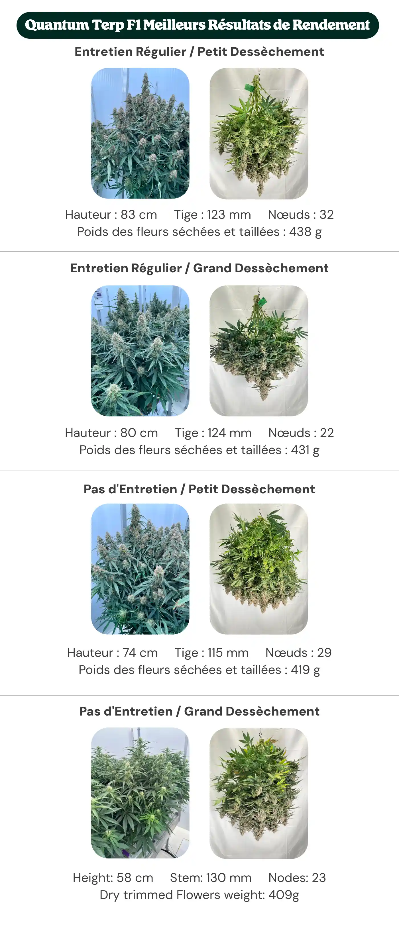 Aperçu des résultats de Quantum Terp F1 montrant des traitements avec entretien régulier et sans entretien, avec petit et grand dryback, comparant la hauteur des plantes, le diamètre de la tige, le nombre de nœuds et le poids des fleurs sèches manucurées.