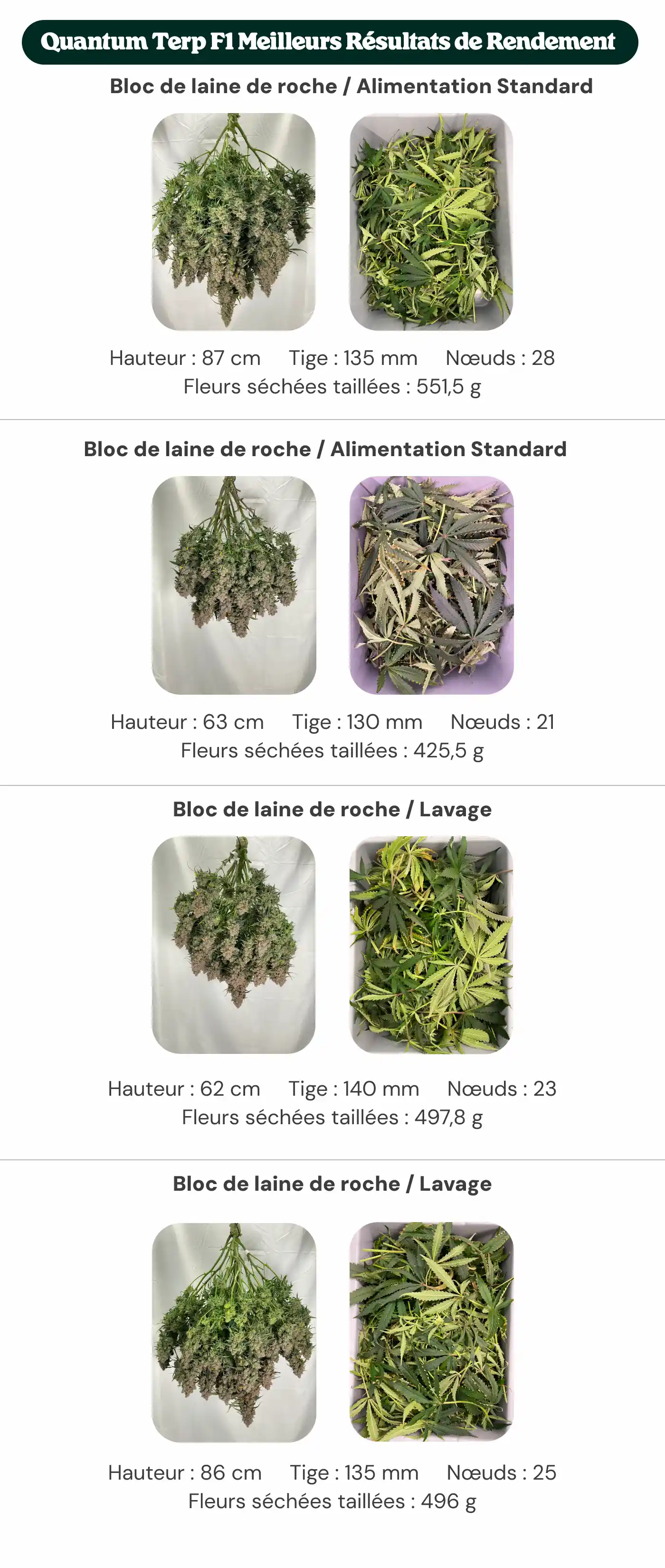 Meilleurs rendements Quantum Terp F1 : comparaison des blocs et de l’alimentation Aperçu des résultats de Quantum Terp F1 comparant les traitements avec bloc standard et bloc nouvelle génération, avec alimentation standard et rinçage, montrant la hauteur des plantes, le diamètre de la tige, le nombre de nœuds et le poids des fleurs sèches manucurées.