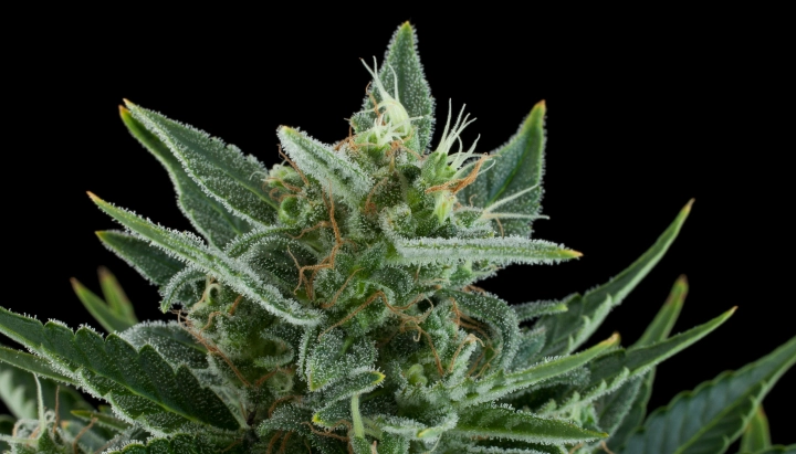 Tête de cannabis Quick One avec des fleurs givrées et résineuses, des feuilles résineuses vertes, des pistils orange et une croissance compacte sur fond sombre.