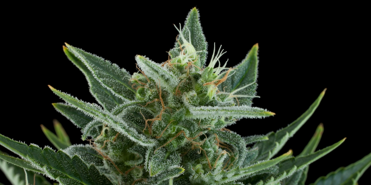 Tête de cannabis Quick One avec des fleurs givrées et résineuses, des feuilles résineuses vertes, des pistils orange et une croissance compacte sur fond sombre.