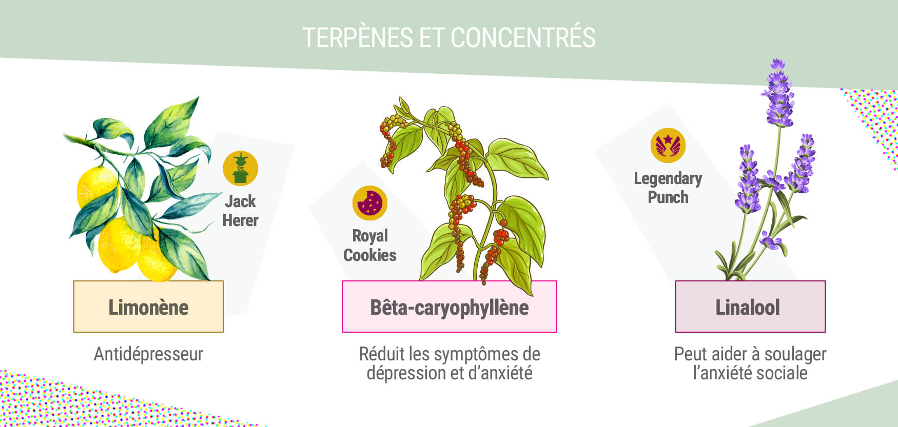 Terpènes et concentrés