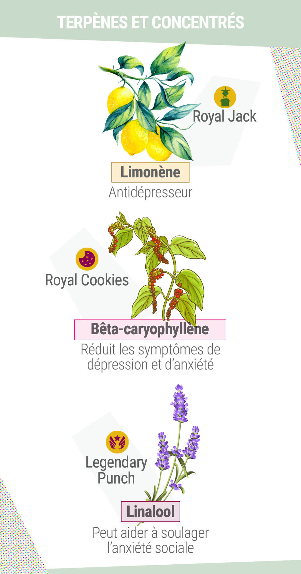 Terpènes et concentrés